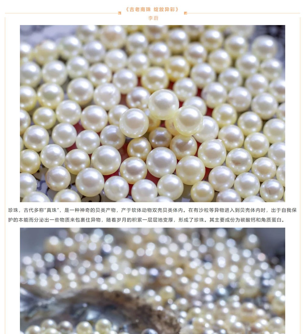 古老南珠，綻放異彩